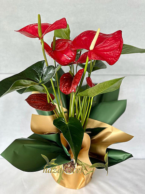 Antoryum Saksı Çiçeği