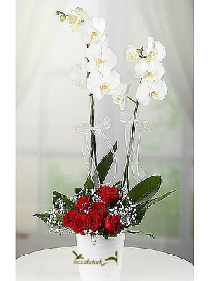 Orkide ve Gülün Buluşması